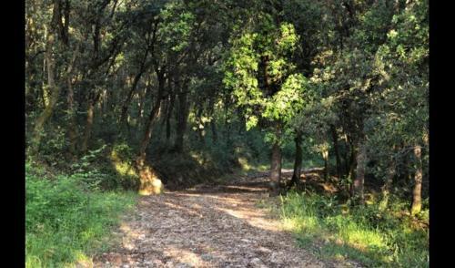 Les Planes D'hostoles Villa Sleeps 19 With Pool