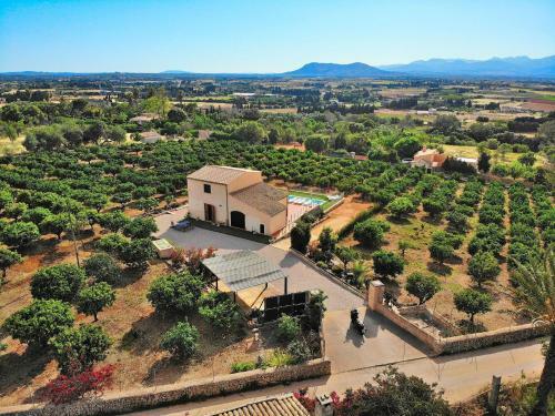 Els Tarongers, Muro 081