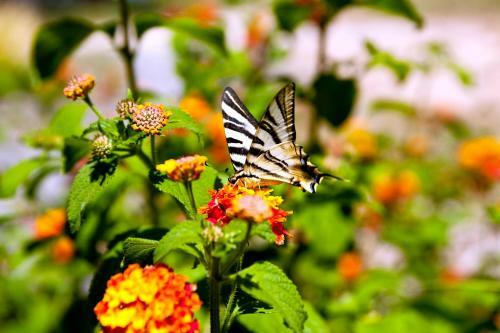 Hotel Monte Do Alamo - Turismo Rural