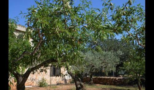 El Perello Villa Sleeps 12 With Pool