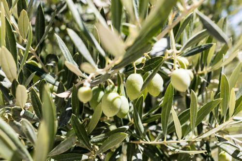 Desconexi�n Entre Olivos Centenarios