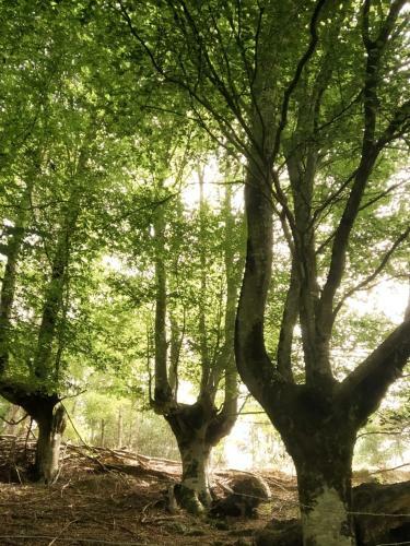 Lodge Caba�as En El Bosque - Adults Only