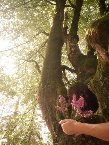Lodge Caba�as En El Bosque - Adults Only