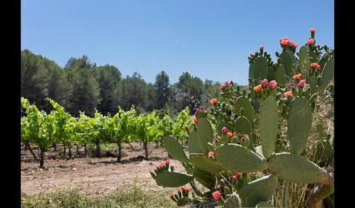 Villa In L'arbocar de Baix Sleeps 9 With Pool