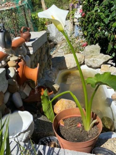 Casa Da Azenha Branca