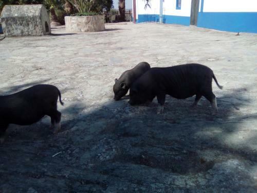 Agroturismo Monte Das Galhanas