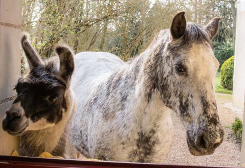 Bed & Breakfast Manoir De La Maison Blanche