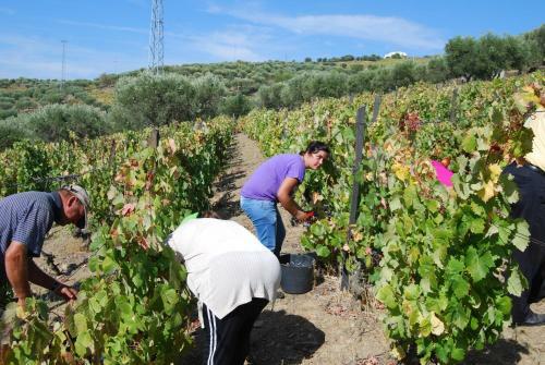 Villa Quinta Da Padrela Winery House