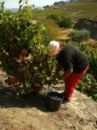 Villa Quinta Da Padrela Winery House