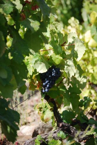 Villa Quinta Da Padrela Winery House