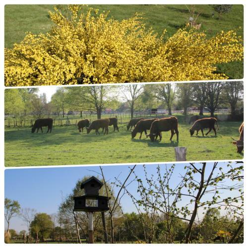 Bed & Breakfast La Catiniere