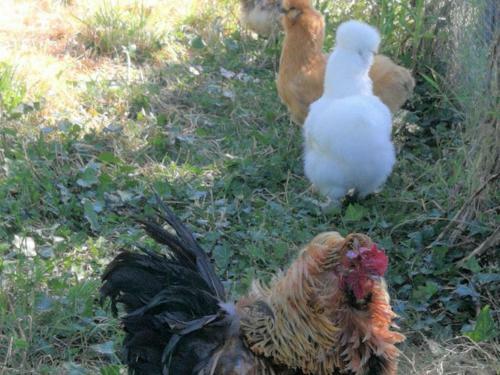 G�te Danz�, 3 Pi�ces, 6 Personnes - Fr-1-491-278