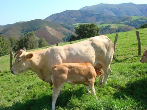 G�te Bidarray, 4 Pi�ces, 6 Personnes - Fr-1-384-629
