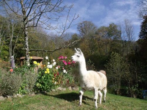 Bed & Breakfast Le Domaine Du Ch�telet