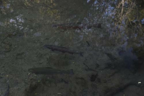 Judges Pool Motel Turangi