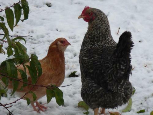 G�te Pralong, 3 Pi�ces, 4 Personnes - Fr-1-496-117