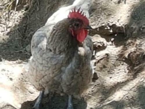 G�te Pralong, 3 Pi�ces, 4 Personnes - Fr-1-496-117