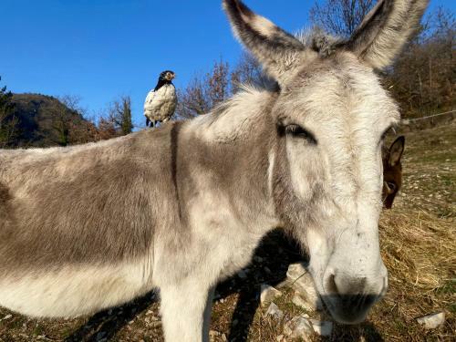 Hostal La Ferme Rolland