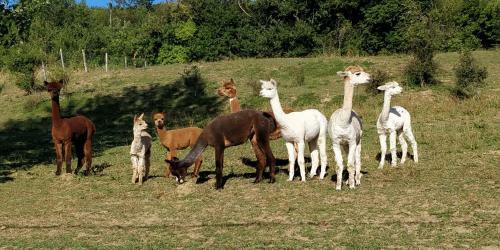 Bed & Breakfast Alpagas Du Domaine Mael