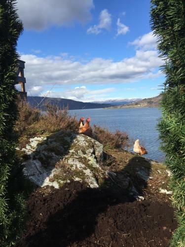 Apartamento Fjordside Lodge