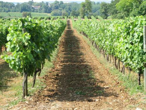 Chic Apartment In Segonzac With Swimming Pool