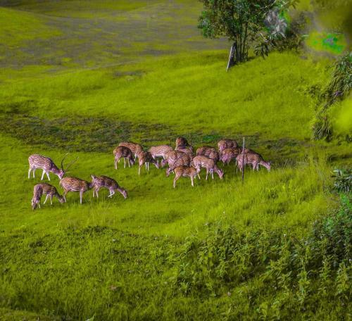 Hotel Gokarna Forest Resort