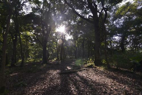 Hotel Gokarna Forest Resort
