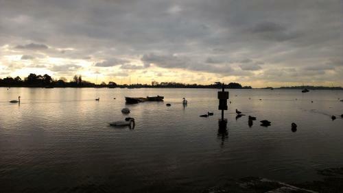 Oysters, Bosham