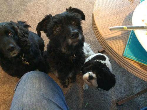 Glan Gwna Upper Lakeside Chalet Dog Friendly