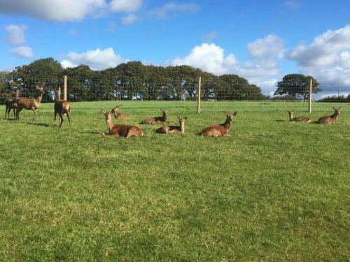 Luxury Safari Lodge Surrounded By Deer!! 'roe'