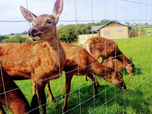 Luxury Safari Lodge Surrounded By Deer!! 'roe'