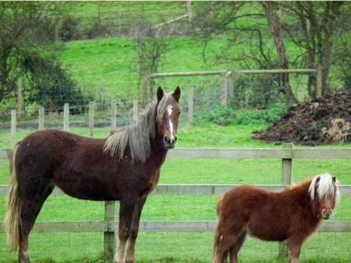 3 The Stables