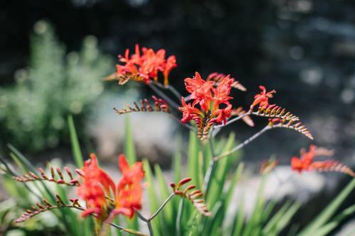 Carus House @ Carus Green