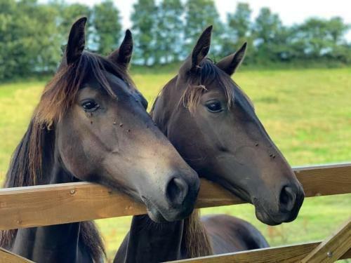 Bed & Breakfast Treleaven Farmhouse