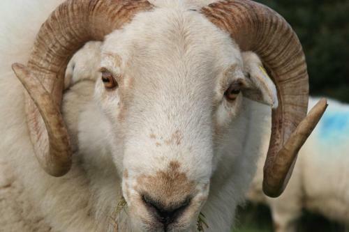 Ty Cambrian Studio Apartments