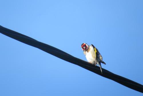 Stunning Luxury Lotus Tent Self Contained Sleeps 6