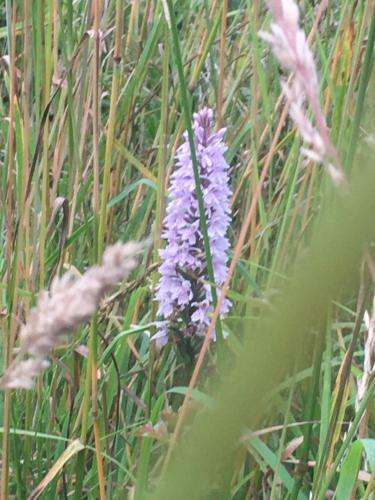 Stunning Luxury Lotus Tent Self Contained Sleeps 6