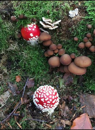 Stunning Luxury Lotus Tent Self Contained Sleeps 6