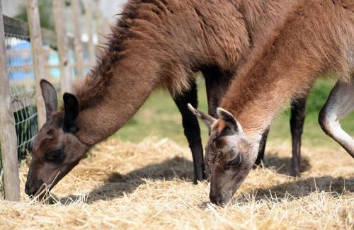 Agroturismo Glamping With Llamas