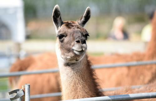 Agroturismo Glamping With Llamas