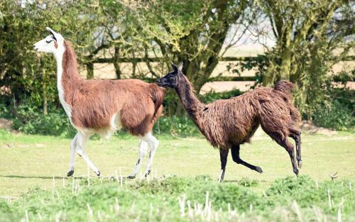Agroturismo Glamping With Llamas