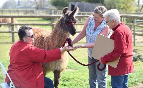Agroturismo Glamping With Llamas