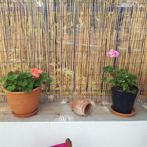 Aphrodite Art Hotel Aegina