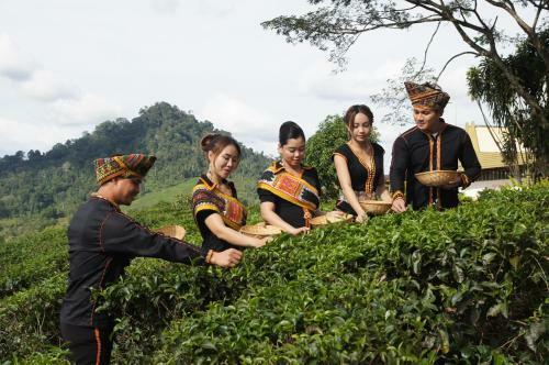 Lodge Sabah Tea Garden @ Cottages