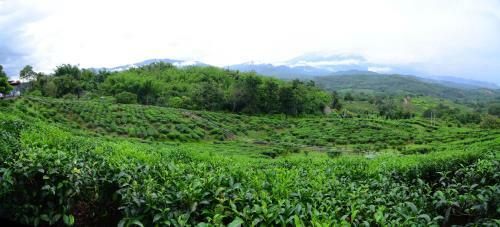 Lodge Sabah Tea Garden @ Cottages