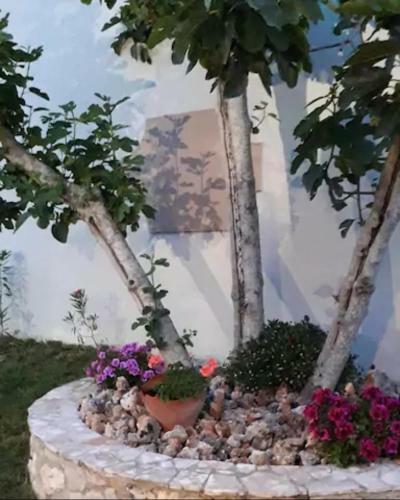 Apartamento Domenica Apts II