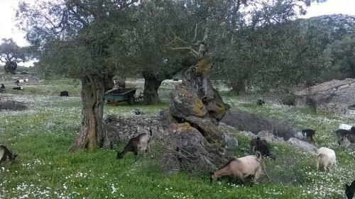 Authentic Greek Cottage- Daisy- Great Sea Views