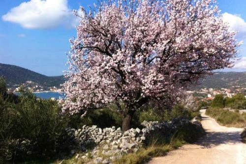 Apartment With One Bedroom In Vinisce With Wifi