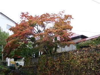 The Otarunai Backpacker's Hostel Morinoki