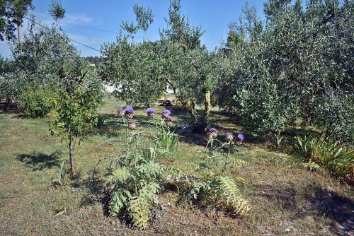 Casa Istriana - Heart Of Nature
